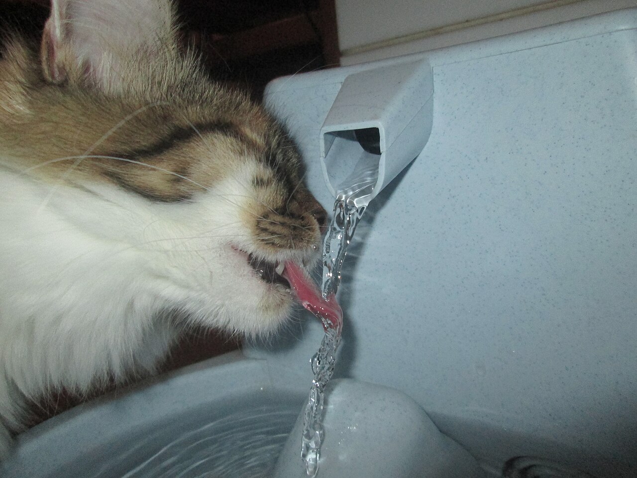 Close-up of a cat lapping water from a pet fountain stream
