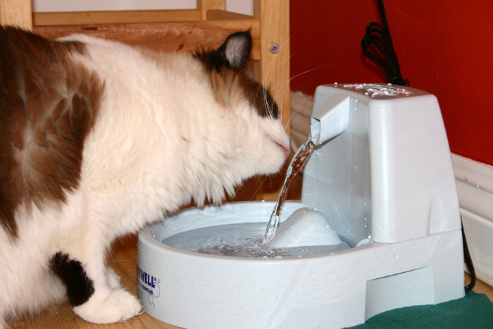Fluffy cat drinking from an automatic pet water fountain